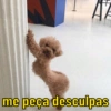 AZ me peça desculpas