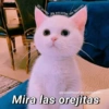 Me gustas Me encantas Me fascinas @cats4mood en instagram Mira las orejitas