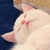 I love cats 4 26