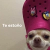 Perritos Cute 11