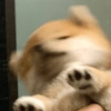 Perritos_random 17