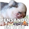 CERDITOS CARIÑOSOS 7