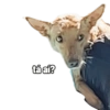 tá aí?