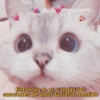 Gatitos para conquister al CRUSH @@drugs2love Entonces te vi, y todas las canciones de amor tuvieron sentido