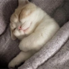 I love cats 4 29
