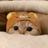 I love cats 4 19