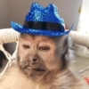 Macacos 14