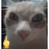Gatitos randoms 10🤣😍 15