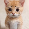 Gatito_depie 9