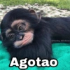 Animalitos con frases 3❤️😎 30