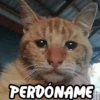 @HARCEY STICKERS PERDONAME
