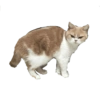 Gatos y algo mas 22