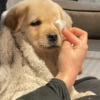 Perritos_random 16