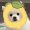 Dog 8