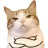 MEME KUCING 2 11
