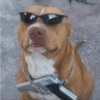 Animalitos para reaccionar  15