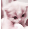 Cute Cat 27