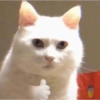 GATOS CURA DEPRESIÓN💕😻 7