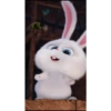 Snowball 🐇 5