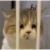 GATOS CURA DEPRESIÓN💕😻 8