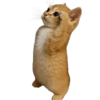 Cat meme reaction 🐈🆕 13