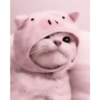 Cute Cat 9