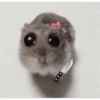 Sad hamster 7