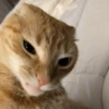Selfie gatitos 😛 22
