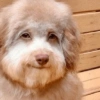 Perritos_random 7