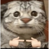 Gatitos randoms 10🤣😍 14