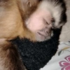 Monitos para el día 🐵 8