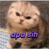 apa sih