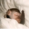 Macacos 13