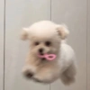 Perritos_random 12