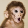 Macacos 9