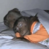 Macacos 10