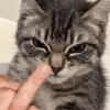 😡🐱 GATOS ENOJADOS 🐱😡 10