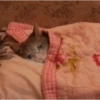 Gatitos tristes 17