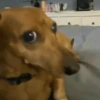 Perros que juzgan 11