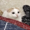 GATOS CURA DEPRESIÓN💕😻 10