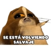 Ramdom 13