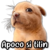 Apoco si tilin