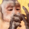 Macacos 21