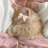 Animais Coquete 5