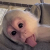Macaquinhos 🙊🤣 5
