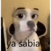 ya sabia