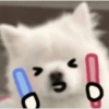 Dog 15