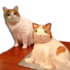 Gatos Llorando 25