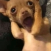 Reações cachorros 🐩 12