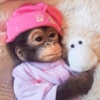 Macacos 17